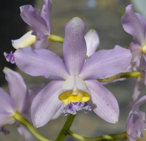 Cattleya Pittiae