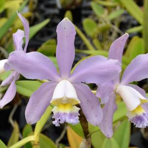 Cattleya Pittiae