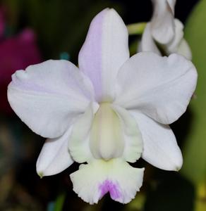 Cattleya Snow Blind