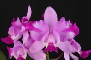 Cattleya Walkerinter