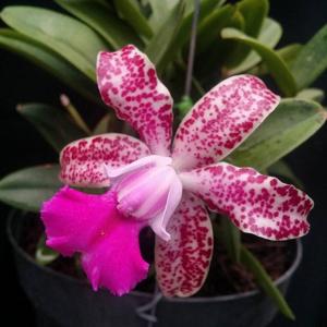 Cattleya Thospol Spot