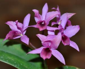 Guarianthe laelioides