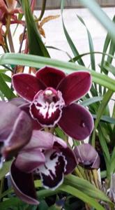 Cymbidium Kiata