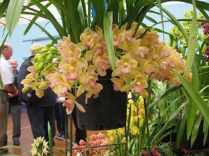 Cymbidium Sarah Jean