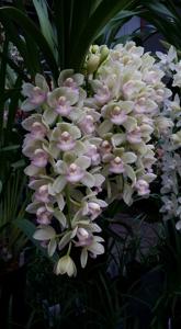 Cymbidium Sarah Jean