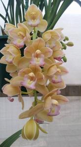 Cymbidium Sarah Jean