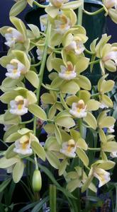 Cymbidium Sarah Jean