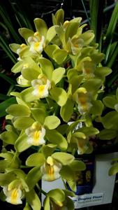 Cymbidium Sarah Jean