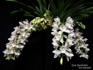 Cymbidium Sarah Jean