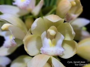 Cymbidium Sarah Jean