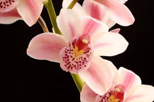 Cymbidium Swan Lake