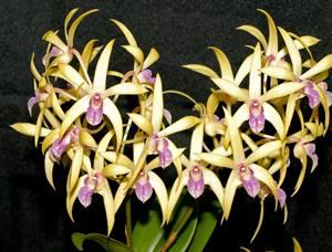 Dendrobium Elegant Heart