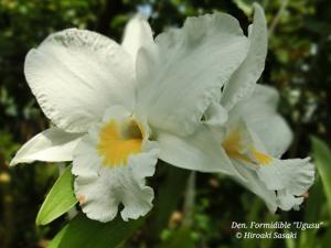 Dendrobium Formidible