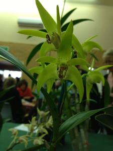 Dendrobium Graeme Banks