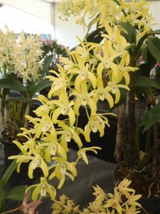 Dendrobium Gracious Cascades