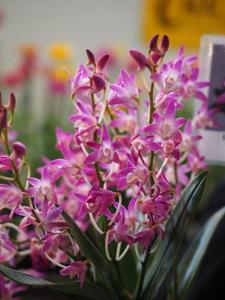 Dendrobium King-Wong