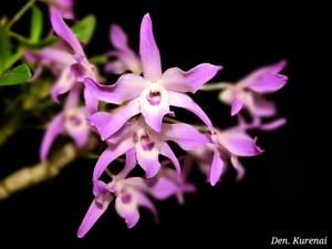 Dendrobium Kurenai