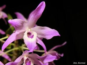 Dendrobium Kurenai