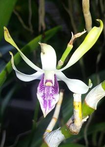 Dendrobium Lowana Nioka