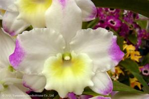 Dendrobium Matterhorn