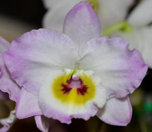 Dendrobium Pink Doll