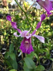 Dendrobium Pink Lips