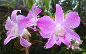 Dendrobium Sakura