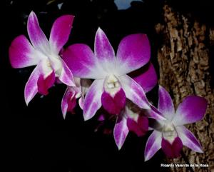 Dendrobium Sonia