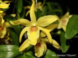 Dendrobium Stardust