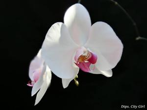 Phalaenopsis City Girl