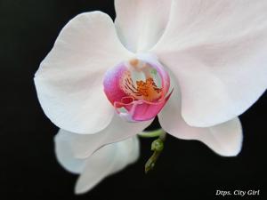 Phalaenopsis City Girl