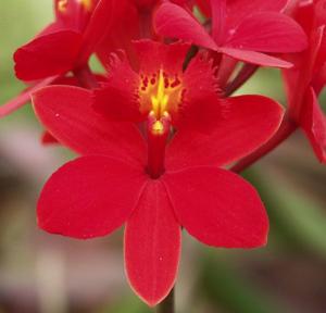 Epidendrum Hokulea