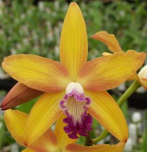 Cattleya Ipanema Beach