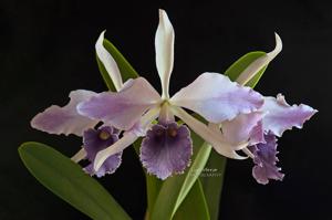 Cattleya Canhamiana