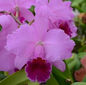 Cattleya Culminant