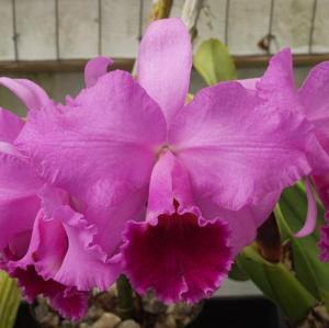 Cattleya Culminant