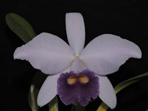 Cattleya Cornelia (1893)