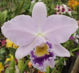 Cattleya Cornelia (1893)