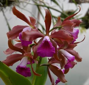 Cattleya Issy