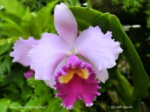 Cattleya Irene Finney (1964)