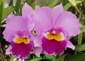 Cattleya Irene Finney (1964)