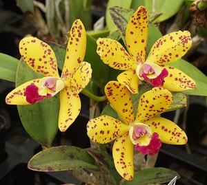 Cattleya Jungle Elf