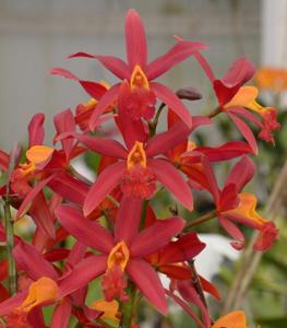 Cattleya Koolau Seagulls