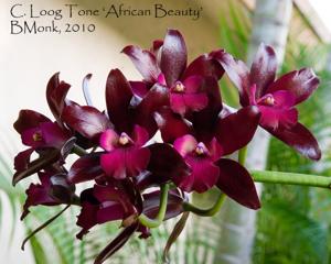 Cattlianthe Loog Tone