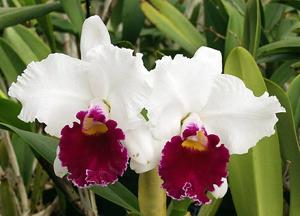 Cattleya Melody Fair