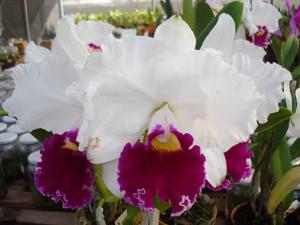 Cattleya Melody Fair