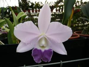 Cattleya Mini Purple