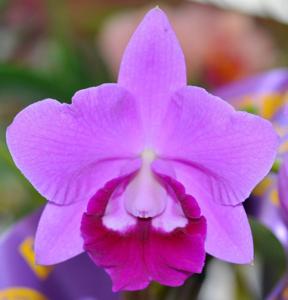 Cattleya Mini Purple