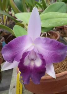 Cattleya Mini Purple