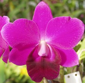 Cattleya Mini Purple